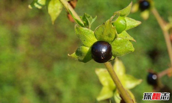 什么植物有毒?美國(guó)10大容易常見劇毒植物(要小心)
