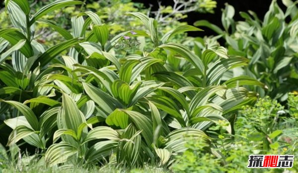什么植物有毒?美國(guó)10大容易常見劇毒植物(要小心)