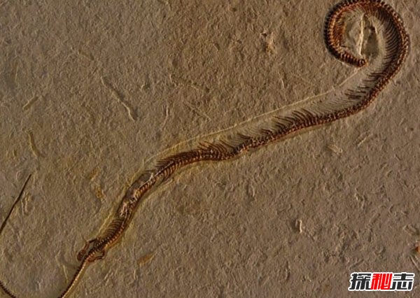 世界上什么動物滅絕了?已滅絕的十大罕見動物(幸好)