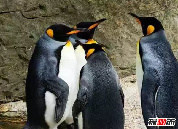終身一夫一妻制的十種動(dòng)物 動(dòng)物界也有真愛(ài)!(大吃一驚)