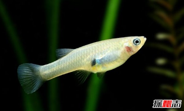世界最具侵略性的10種魚類 食蚊魚/大口黑鱸榜上有名