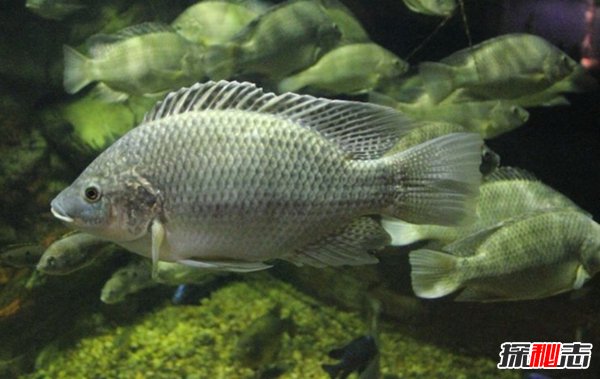 世界最具侵略性的10種魚類 食蚊魚/大口黑鱸榜上有名