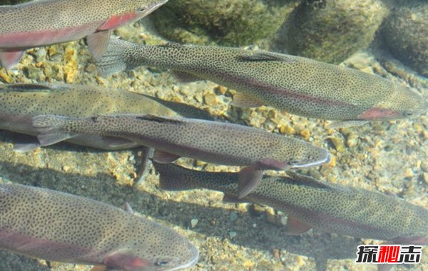 世界最具侵略性的10種魚類 食蚊魚/大口黑鱸榜上有名