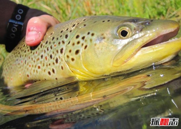 世界最具侵略性的10種魚類 食蚊魚/大口黑鱸榜上有名