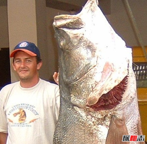 世界最具侵略性的10種魚類 食蚊魚/大口黑鱸榜上有名