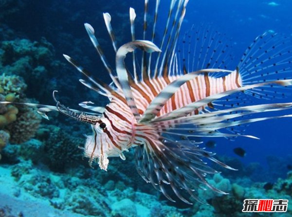 世界最具侵略性的10種魚類 食蚊魚/大口黑鱸榜上有名