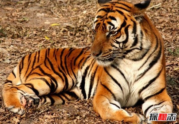 現(xiàn)在瀕危動物有哪些?10大即將滅亡的動物(痛心不已)