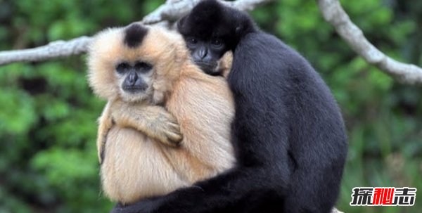 現(xiàn)在瀕危動物有哪些?10大即將滅亡的動物(痛心不已)