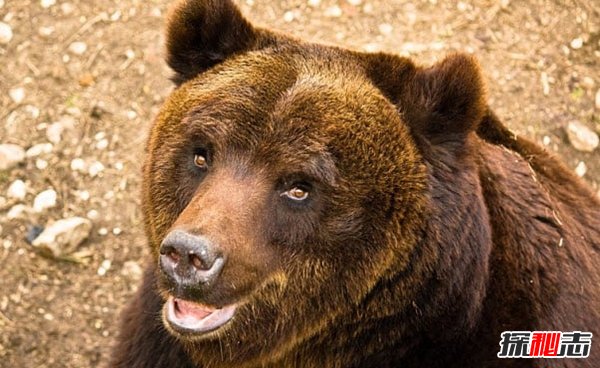 現(xiàn)在瀕危動物有哪些?10大即將滅亡的動物(痛心不已)