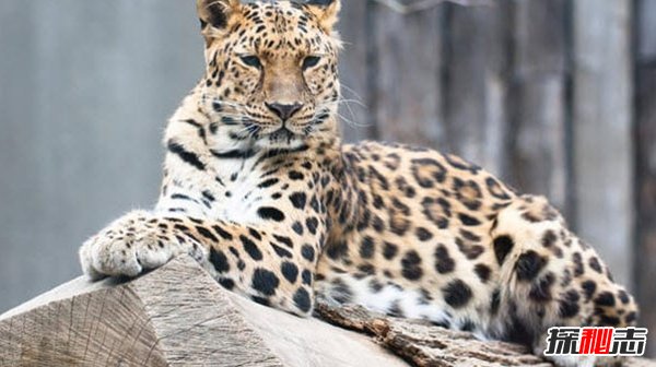 現(xiàn)在瀕危動物有哪些?10大即將滅亡的動物(痛心不已)