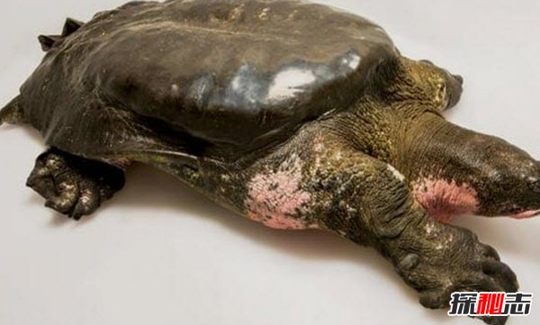現(xiàn)在瀕危動物有哪些?10大即將滅亡的動物(痛心不已)