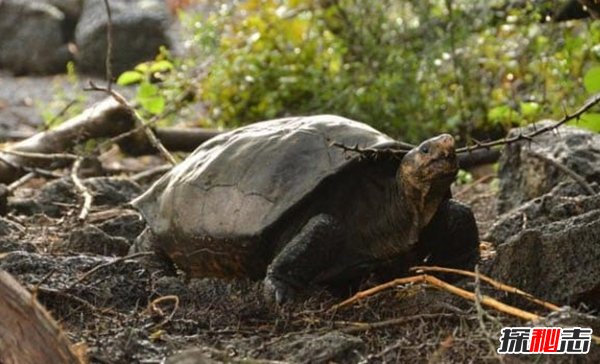 現(xiàn)在瀕危動物有哪些?10大即將滅亡的動物(痛心不已)