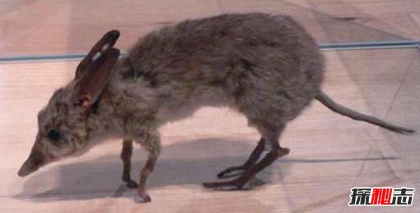 10大最奇特滅絕物種 第九長達三米,第一致死高手(附圖)