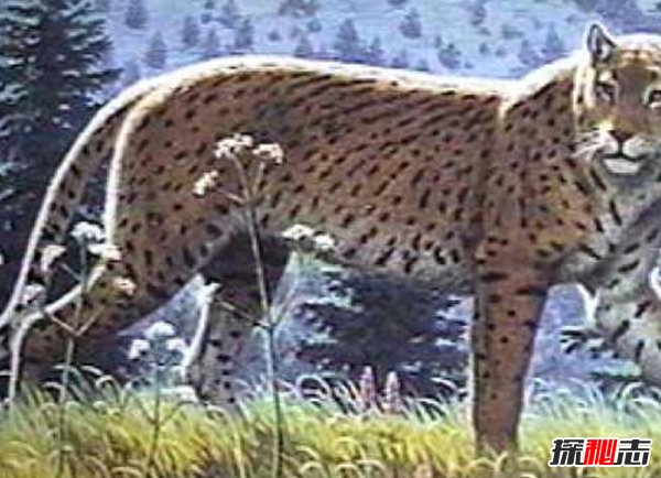 10大最奇特滅絕物種 第九長達三米,第一致死高手(附圖)