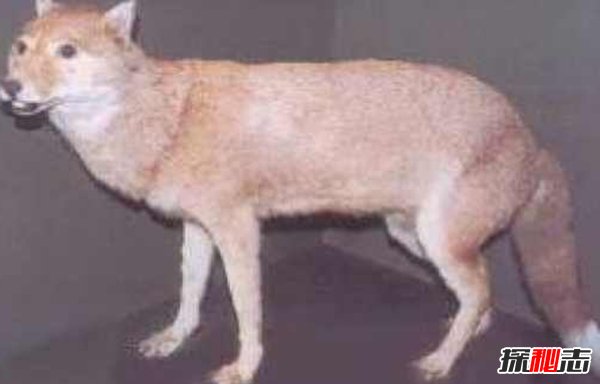 10大最奇特滅絕物種 第九長達三米,第一致死高手(附圖)