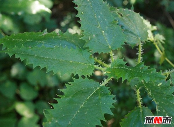 什么植物可以讓人致死?盤點(diǎn)可以毒死人的10種植物