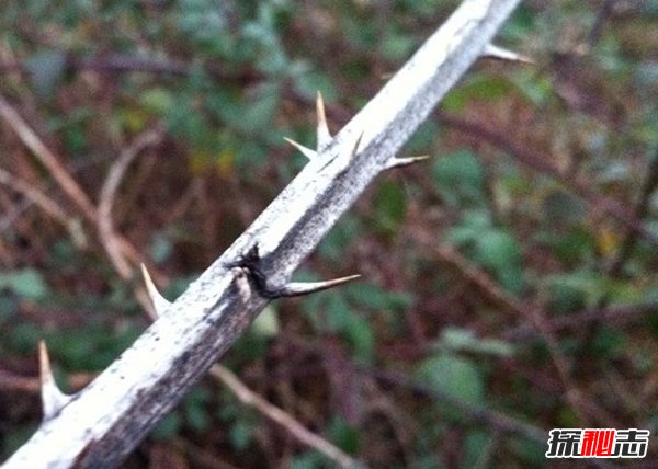 什么植物可以讓人致死?盤點(diǎn)可以毒死人的10種植物