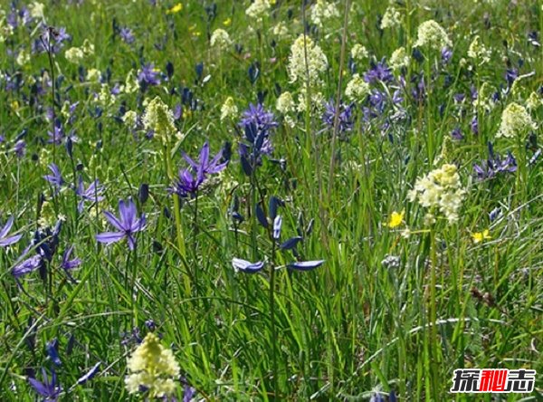 什么植物可以讓人致死?盤點(diǎn)可以毒死人的10種植物