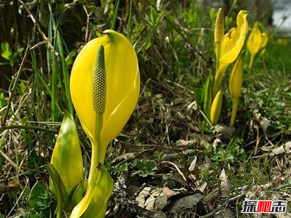 什么植物可以讓人致死?盤點(diǎn)可以毒死人的10種植物