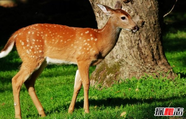 動物會生哪些病?揭秘能致動物死亡10大疾病(痛不欲生)