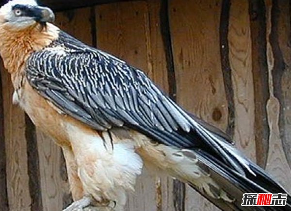 Ă?ʮ݌(sh)()