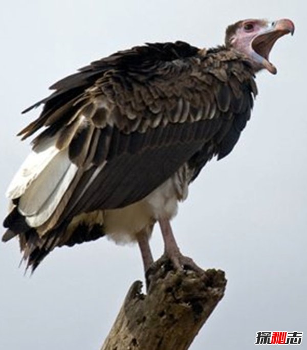 Ă?ʮ݌(sh)()