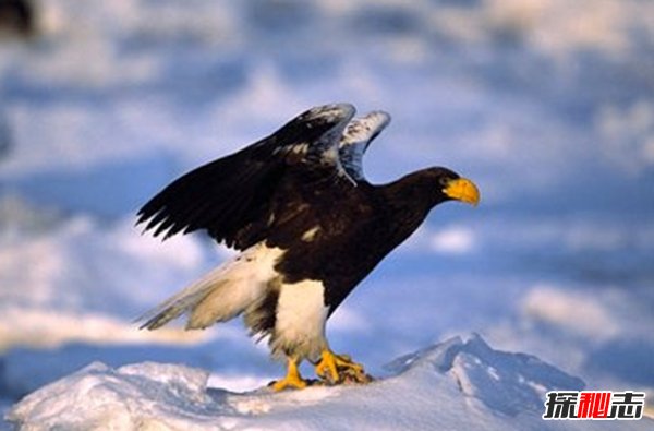 Ă?ʮ݌(sh)()