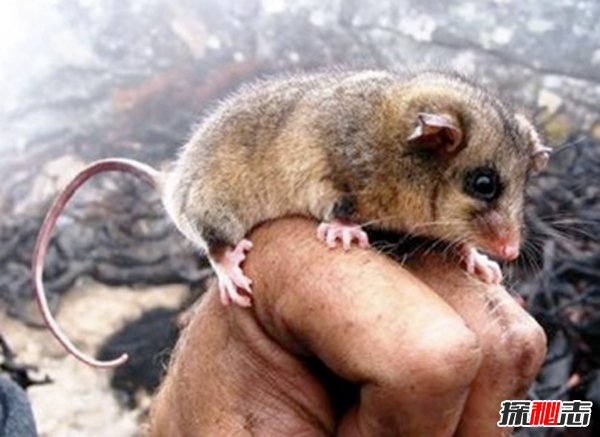 什么動(dòng)物還沒有滅絕?10大還沒有滅絕的動(dòng)物(附圖片)