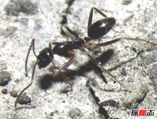 什么動(dòng)物還沒有滅絕?10大還沒有滅絕的動(dòng)物(附圖片)