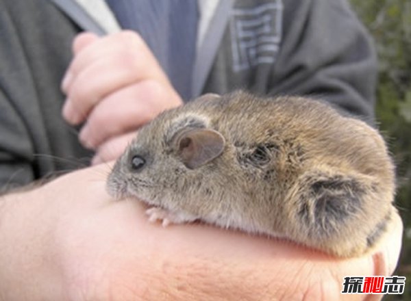 什么動(dòng)物還沒有滅絕?10大還沒有滅絕的動(dòng)物(附圖片)
