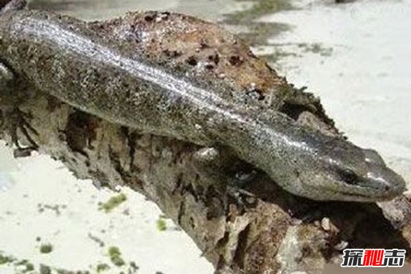 滅絕又被發(fā)現(xiàn)的50動物