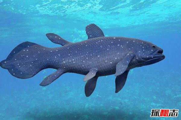 滅絕又被發(fā)現(xiàn)的50動物前15，腔棘魚滅絕6000萬年后復活