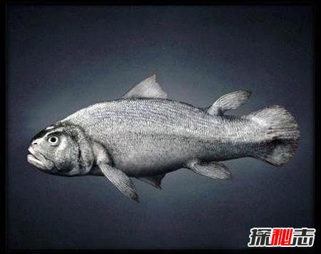 人類是魚進(jìn)化的嗎？從魚到人的進(jìn)化過程圖片揭秘