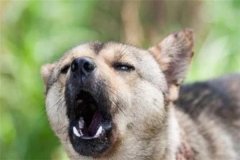 為什么地震來臨前動(dòng)物知道 動(dòng)物感知地震的原因是什么