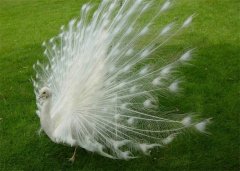 世界上最美的鳥 是極為珍貴的鳥(白孔雀)
