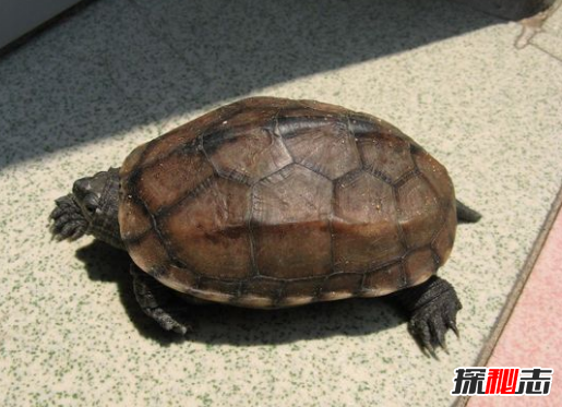 有人拍到了四大神獸,竟真實(shí)存在(像極了)