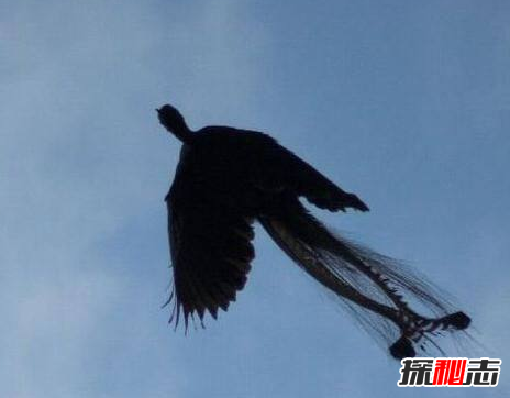 有人拍到了四大神獸,竟真實(shí)存在(像極了)