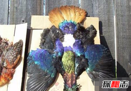有人拍到了四大神獸,竟真實(shí)存在(像極了)