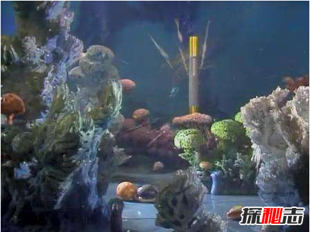 有人拍到了金箍棒,金箍棒驚現(xiàn)孫悟空古墓中