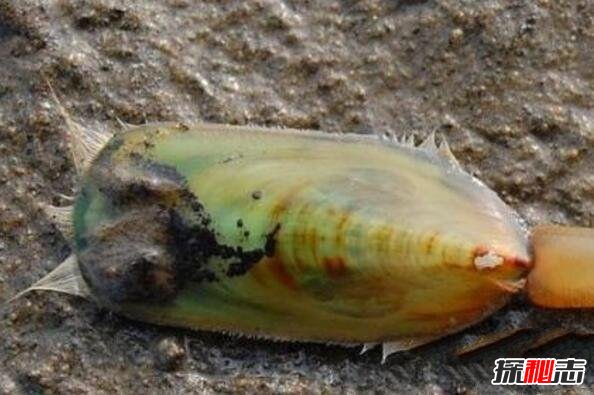 ʮ,,bugһӵĴ