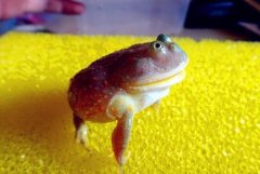 家養(yǎng)寵物：小丑蛙，活動(dòng)晝夜不分(相貌丑陋)