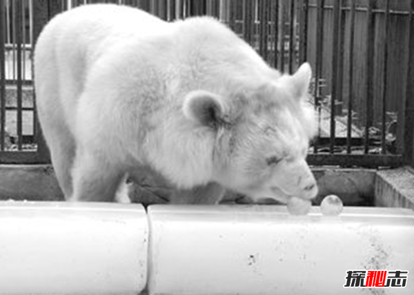 湖北神農(nóng)架動物白化之謎,黑色素引起的白化病(返祖白變)