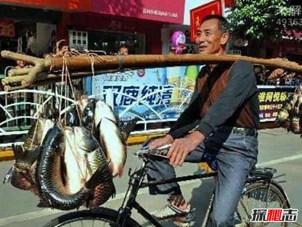 福建弓魚(yú)不死之謎,活魚(yú)離水還能保鮮存活(可達(dá)二三十小時(shí))
