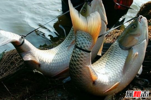 福建弓魚(yú)不死之謎,活魚(yú)離水還能保鮮存活(可達(dá)二三十小時(shí))