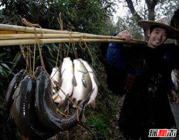 福建弓魚(yú)不死之謎,活魚(yú)離水還能保鮮存活(可達(dá)二三十小時(shí))