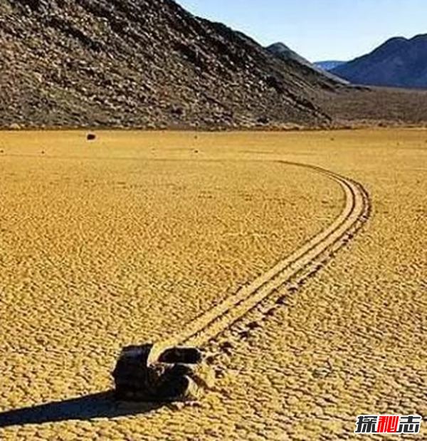真實(shí)靈異事件圖片,墓地樹木橫截面現(xiàn)圣母瑪利亞肖像