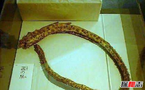 昆侖山冰封的真龍,日本竟收藏了中國(guó)真龍標(biāo)本
