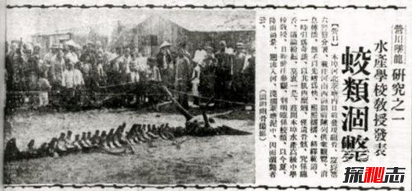 昆侖山冰封的真龍,日本竟收藏了中國(guó)真龍標(biāo)本