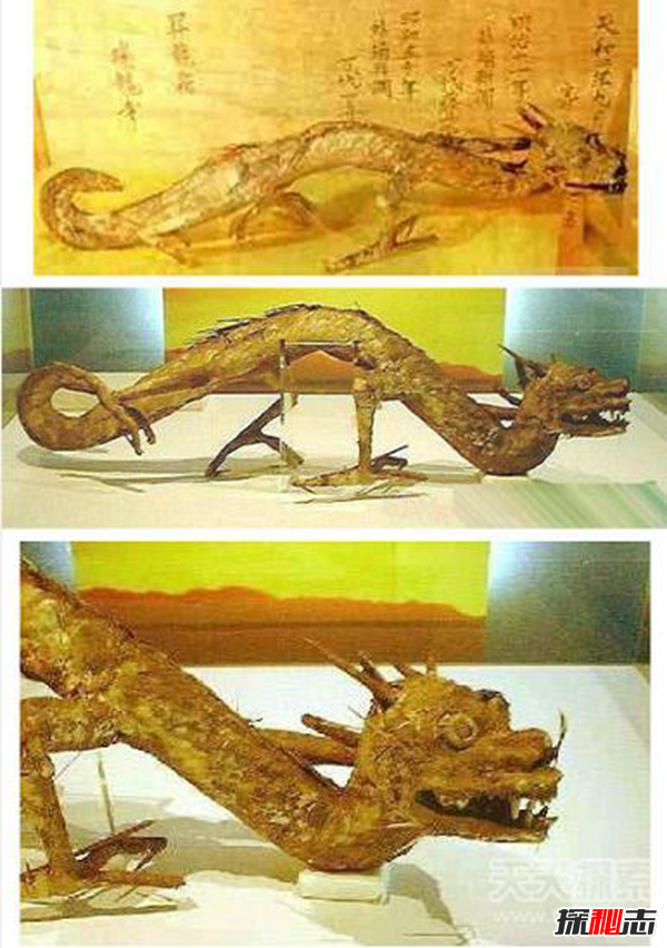 昆侖山冰封的真龍,日本竟收藏了中國(guó)真龍標(biāo)本