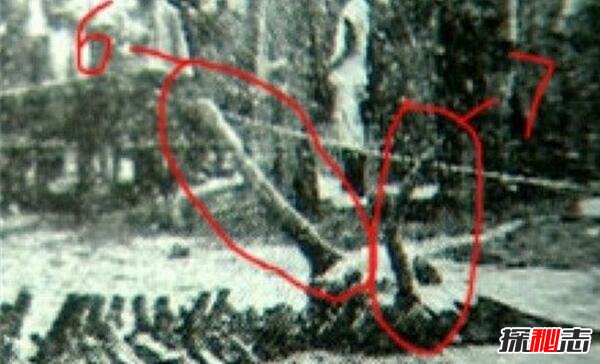 1934年遼寧營(yíng)口墜龍事件是真的嗎,龍骨證據(jù)竟被日本人盜走